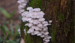 Col�gio Passionista S�o Paulo da Cruz -  - Venha ser Passionista