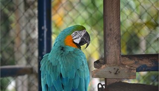 Col�gio Passionista S�o Paulo da Cruz -  - Venha ser Passionista