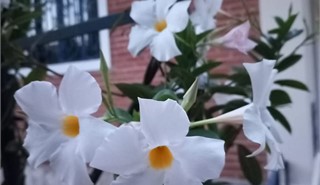 Col�gio Passionista S�o Paulo da Cruz -  - Venha ser Passionista