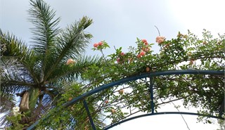 Col�gio Passionista S�o Paulo da Cruz -  - Venha ser Passionista