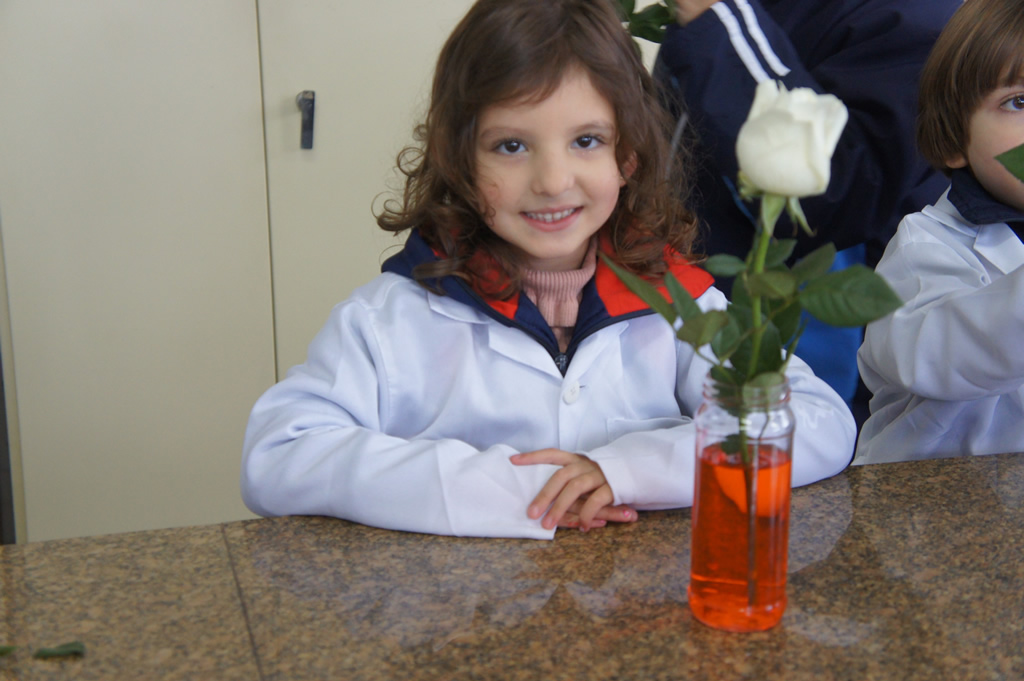 Rosa colorida So Paulo da Cruz
