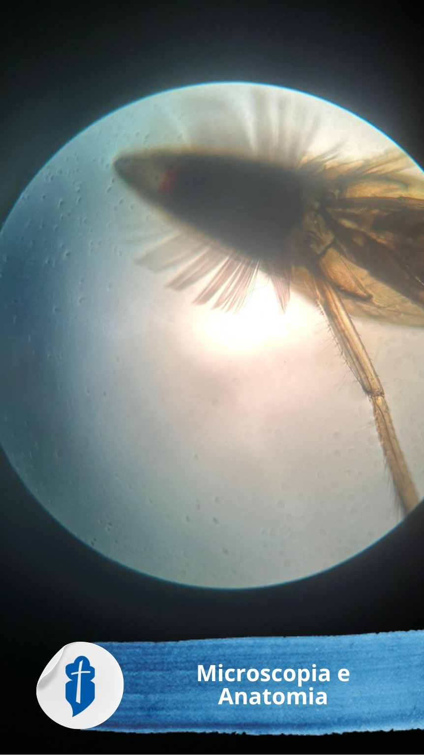 Microscopia e Anatomia - 2� S�rie do EM S�o Paulo da Cruz