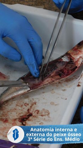 Anatomia interna e externa do peixe sseo - 3 srie Ens. Mdio So Paulo da Cruz